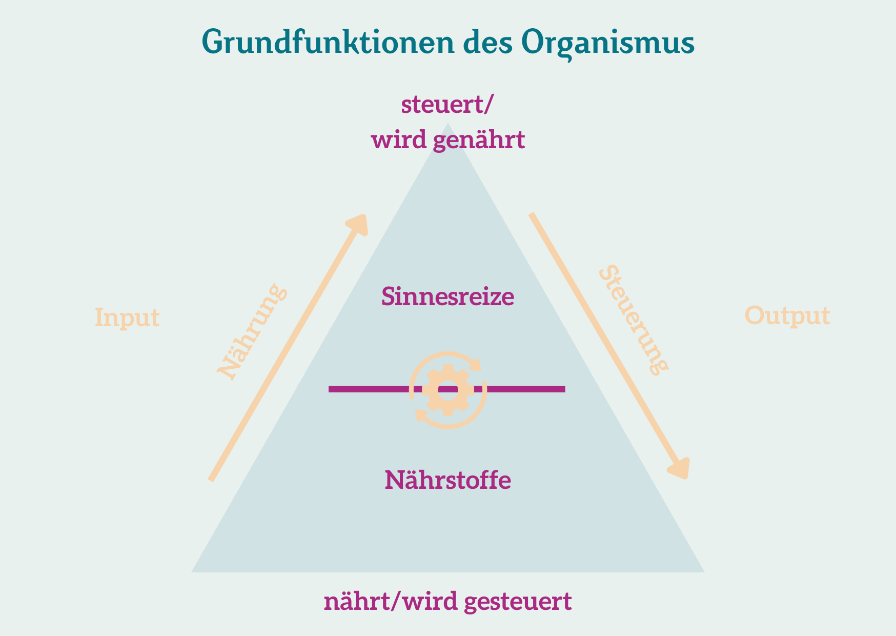 Grundfunktionen Organismus