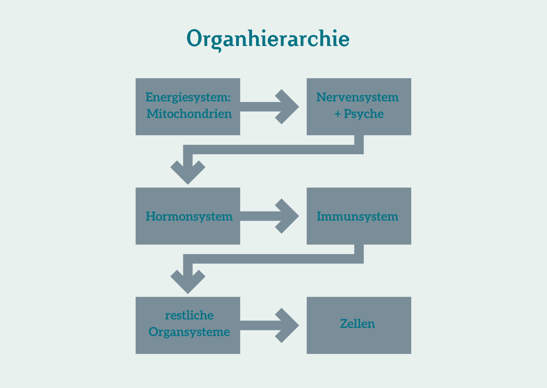 Organhierarchie